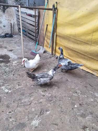 Pato e 2 Patas