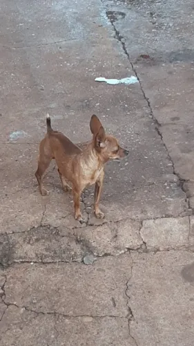 Vendo pinsche 2  fêmea 