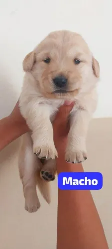 Goldem Retriever 