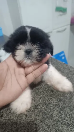 Shitzu pura, fêmea , venda e troca ! *21