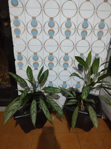 Plantas Vaso Aglaonema 