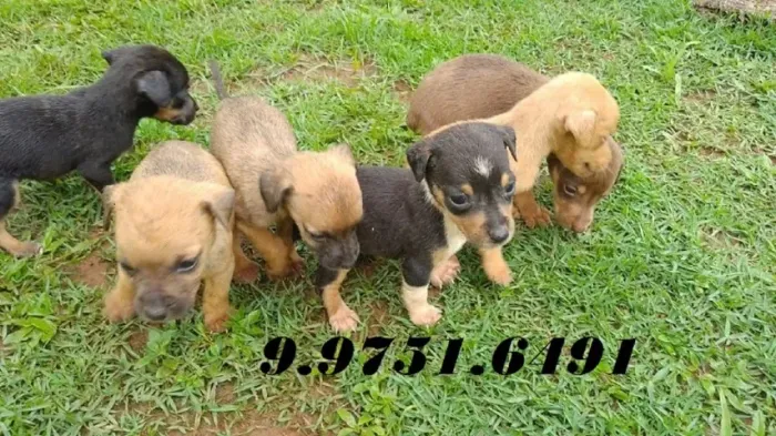 Dúvidas? Pergunte Já - Whats 9.9751.6491 pinscher x fox