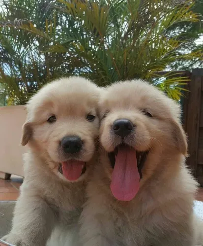 Golden retriever - 1 ano de garantia 