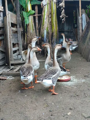 Vendo casal de gansos