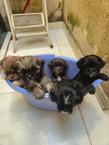 Lindos Filhotes de Shih Tzu