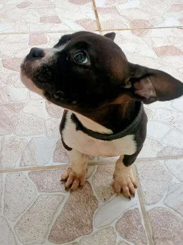 PROMOÇÃO R$1.000,00 NO PIX/DINHEIRO - ÚLTIMO FILHOTE AMERICAN BULLY POCKET