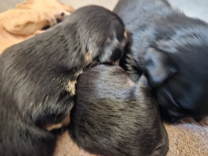 Cães