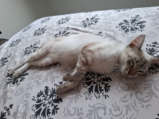 Adoção de gata