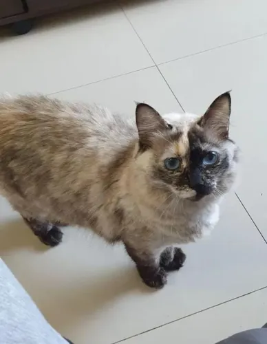 Doação de Gatinha 4 anos