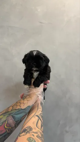 Shihtzu mini (temos um casal)