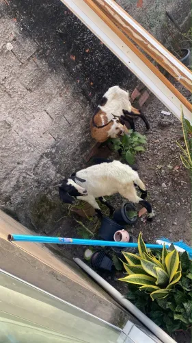 Vendo 2 cabra e 1 bode