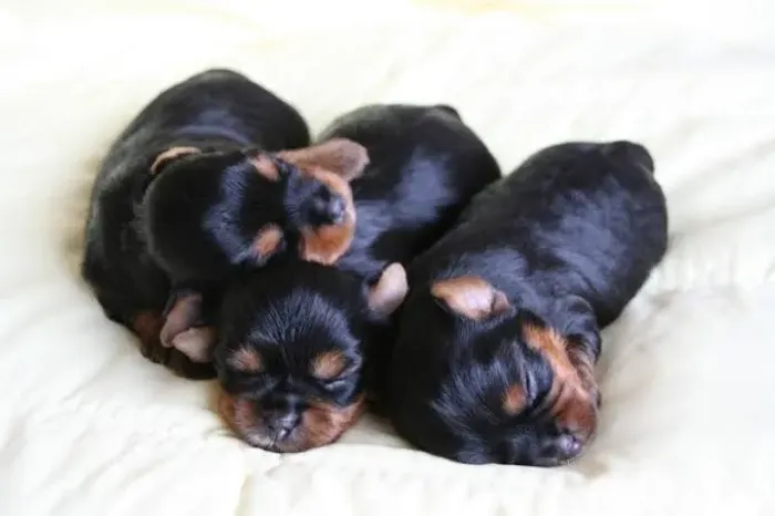 Yorkshire Fêmea e Macho Reserve o seu