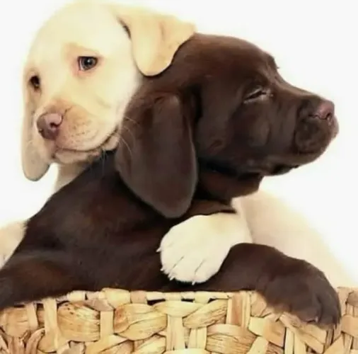 Labrador Um parceiro para todos os momentos