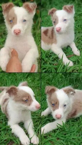 Boder collie red merle macho