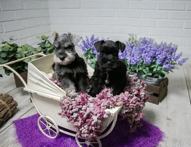 Schnauzer Miniatura CANNIS DI AYSLA 