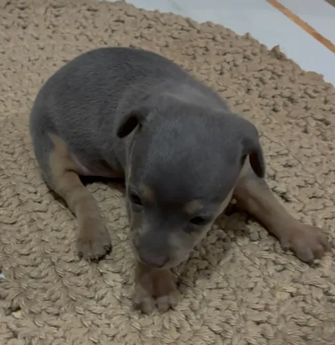 Pinscher macho