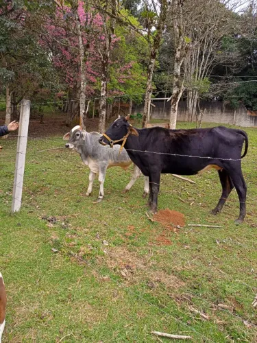 Vaca e bezerro