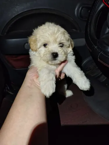 Vendo filhotes de Poodle pronta entrega 