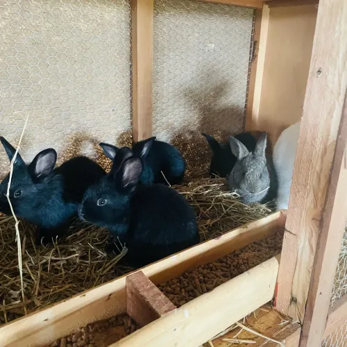 Coelhos