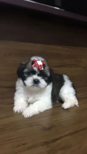 Shih Tzu Mini