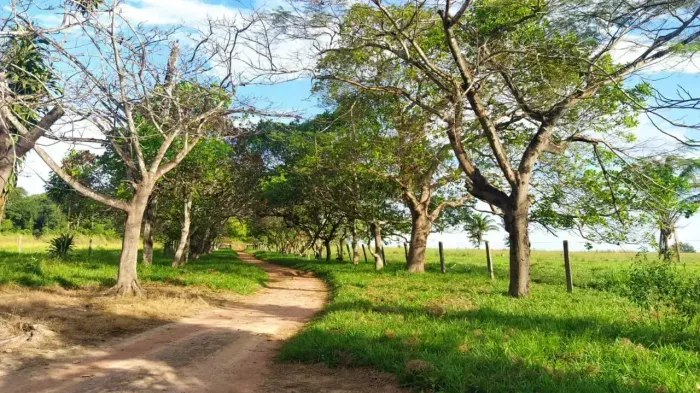 Vende-se Fazenda no Município em Santa Terezinha-MT de 110 Alqueires rica em água .