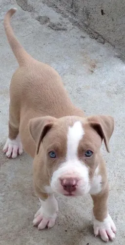 Pitbull Um jeito simples de fazer bem