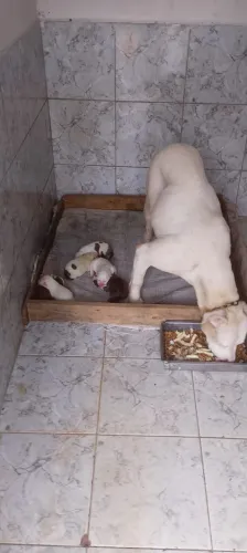 Doa-se filhotes de pitbull