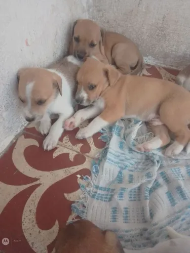 Duas cachorrinhas