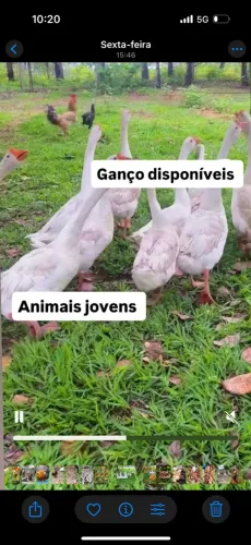 Lindos gansos