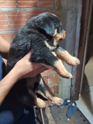Filhote rottwailler
