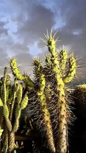 Suculentas