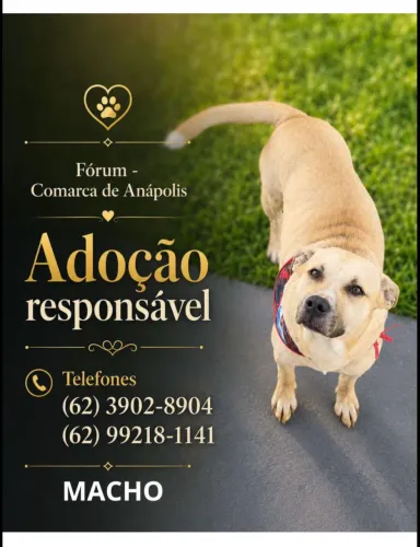 Adoção responsável