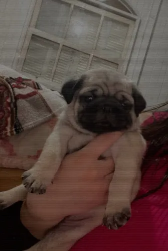 Pug