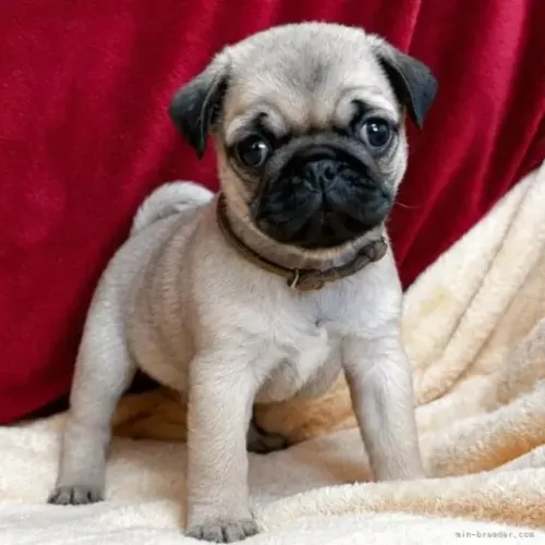 Neném pug saudável e linhagem dócil de companhia com contrato