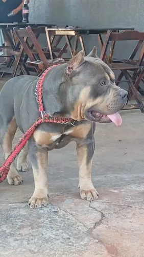 Pitmonster