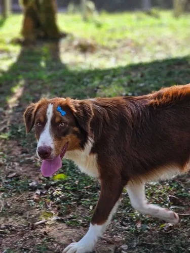 Machos Jovens | Border Collie