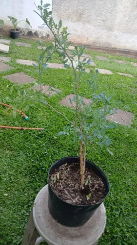 Mudas de Plantas - Arruda, Cânfora e Manjericão