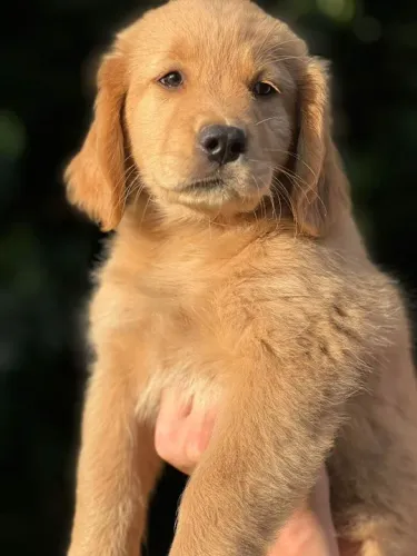 golden retriever douradinho