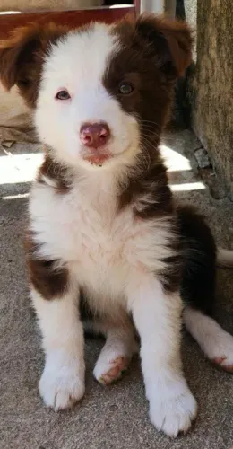 Border Collie Chocolate/Bluemerle/Redmerle - Assistencia veterinaria gratuita