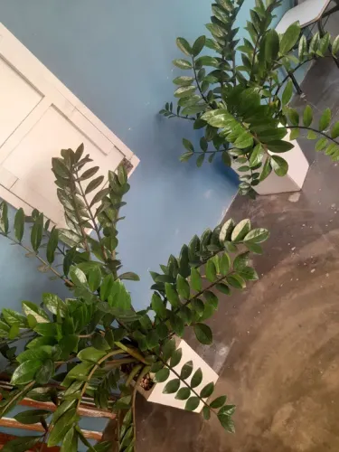 Planta zamiculca com jarro de cerâmica