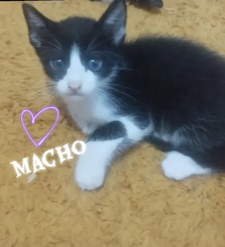 Adoção responsável 