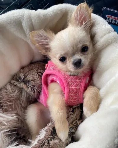O Charme do Chihuahua de Pelo Longo