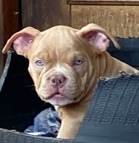 Filhote American bully 