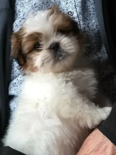 Shih Tzu Branco e Marrom Filhotinhos 