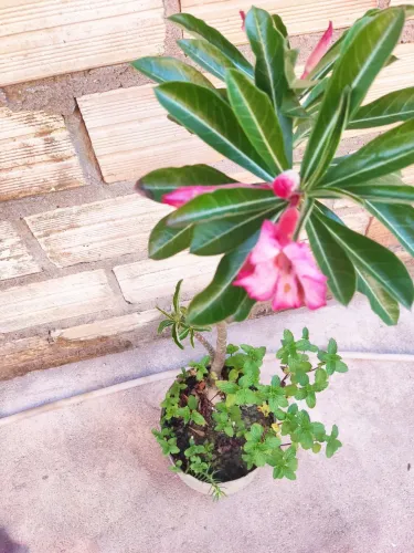 Planta Exótica com Flores Rosas e Hortelã