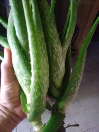 Babosa ,Aloe vera - Planta medicinal
