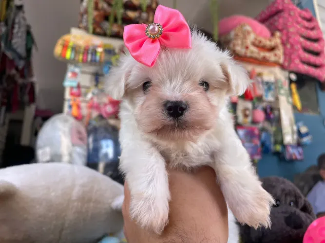 Maltês mini disponível 