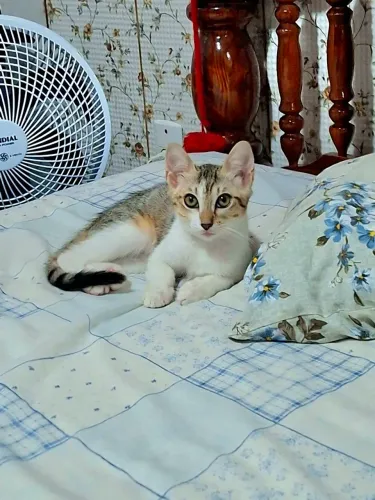 Gatinha, 3 meses, vermifugada