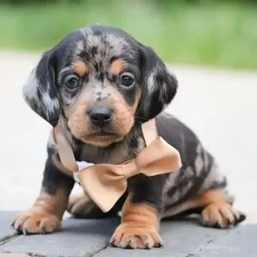 Dachshund o companheiro perfeito está aqui