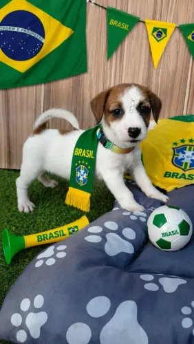 Jack Russell terrier pelo curto e pelo longo 
